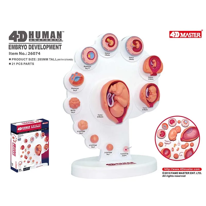 

4D MASTER Fetus Development Model 26074 Detachable Anatomical Model 21Parts Embryo Development Human Anatomy Medical Sciences