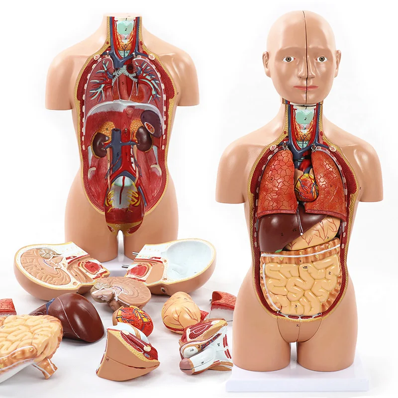 45cm Dismantling 16 Parts Human Bisexual Torso Body Anatomical Model Medical Organs Anatomy Supplies Teaching Tool