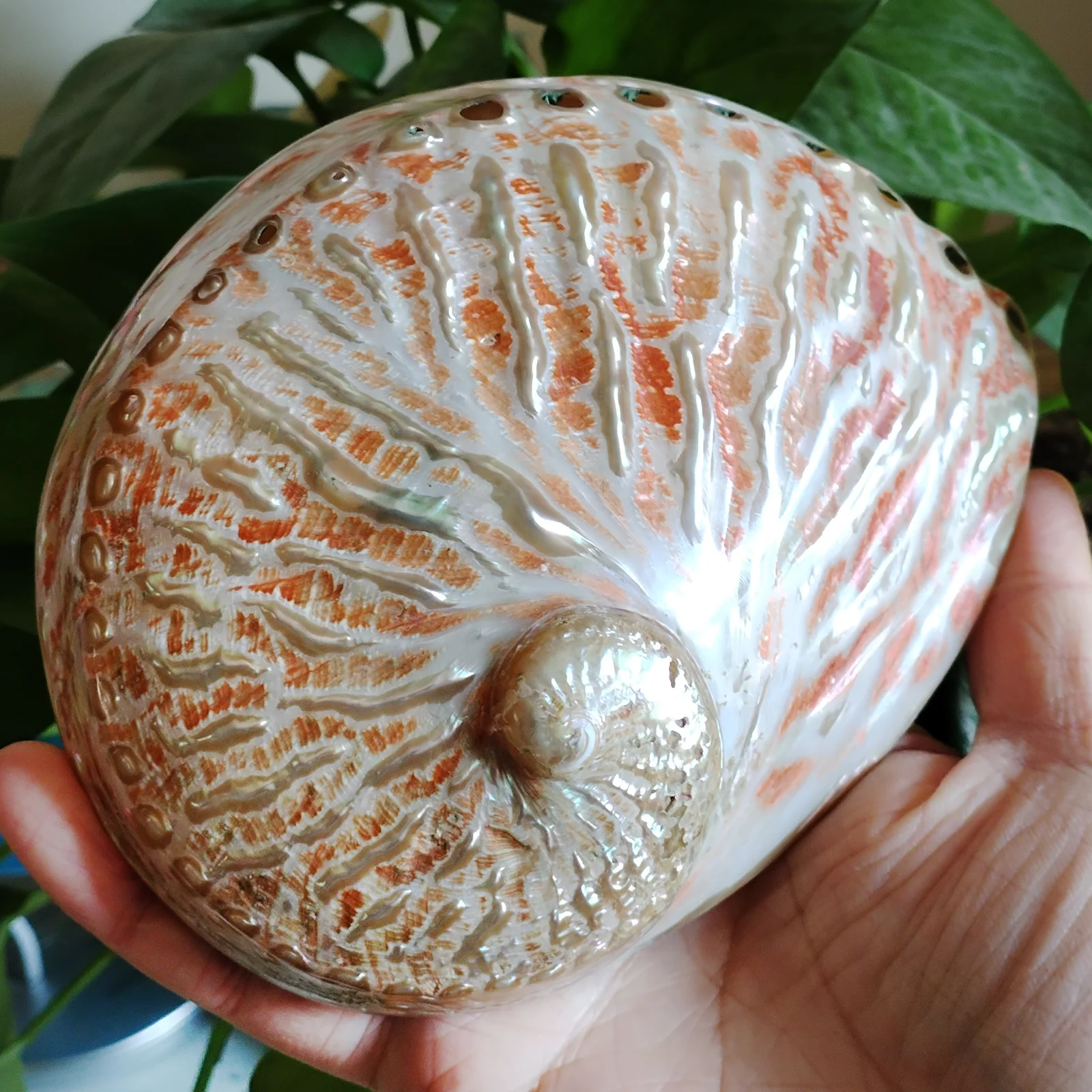 Polished Abalone Shell 100%  Australian White Natural Shell for Smudging Sage Burner Holder, Meditation, Home Décor and to Gift