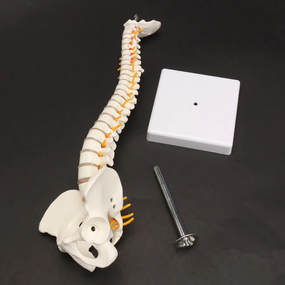 Coluna humana de 45cm com modelo pélvico, anatomia anatômica humana, modelo médico de coluna vertebral + suporte flexível