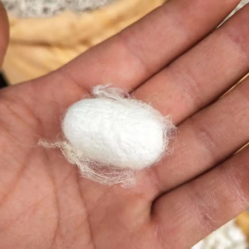 Fotografia 3: Matéria-Prima de Seda Natural de Casca de Casulo (150g=500pcs)