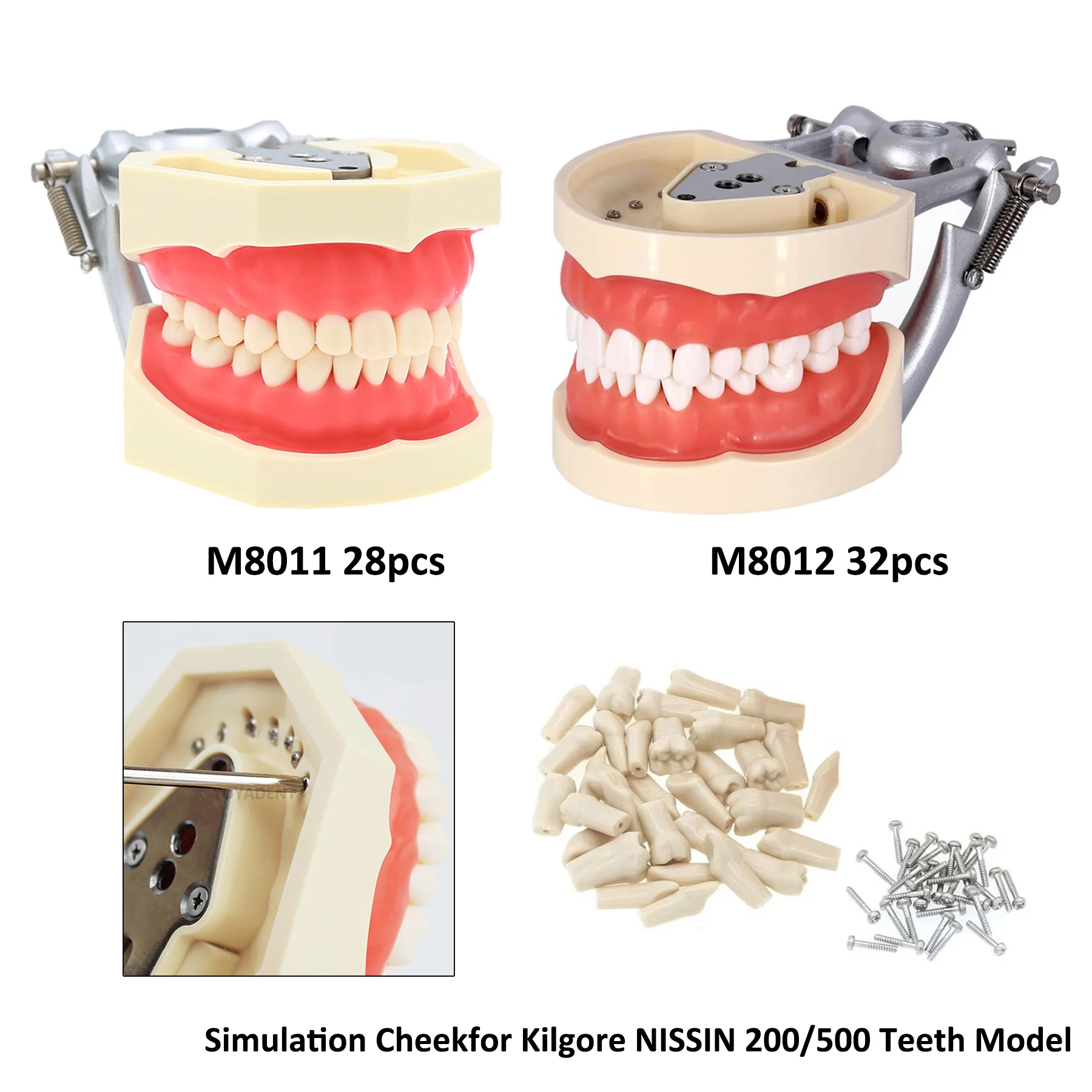 28/32 Dental Teeth Model Dental Pratice Training Typodont Models Removable For Kilgore NISSIN Simulation Cheek Demo