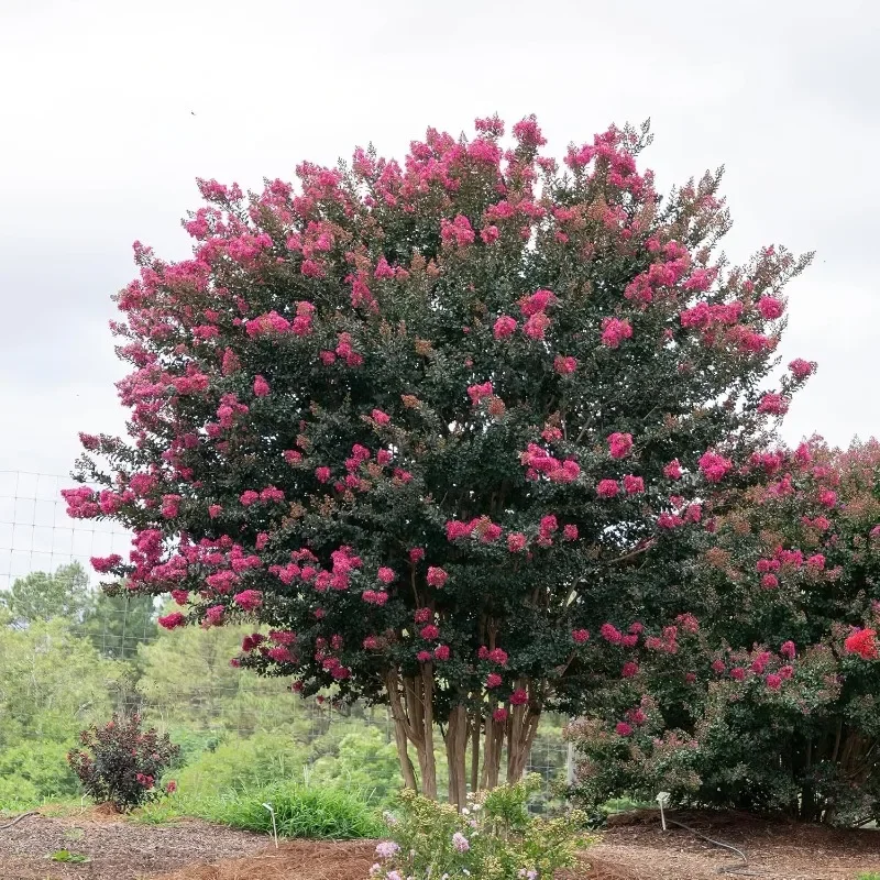 Plum Magic Crape Myrtle, 7 galonów, kwiaty fuksji