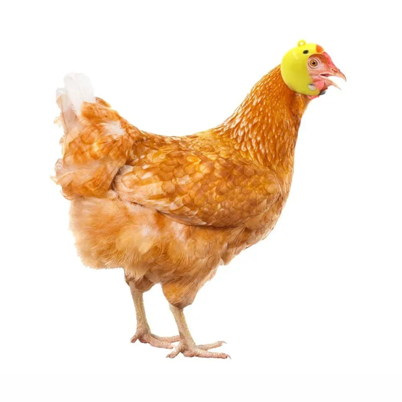 

ABS Funny Light Accessories Funny Sun Rain Protection Hats Bird Protect Cap Chicken Helmet Pet Protective Headgear 4.5*4CM