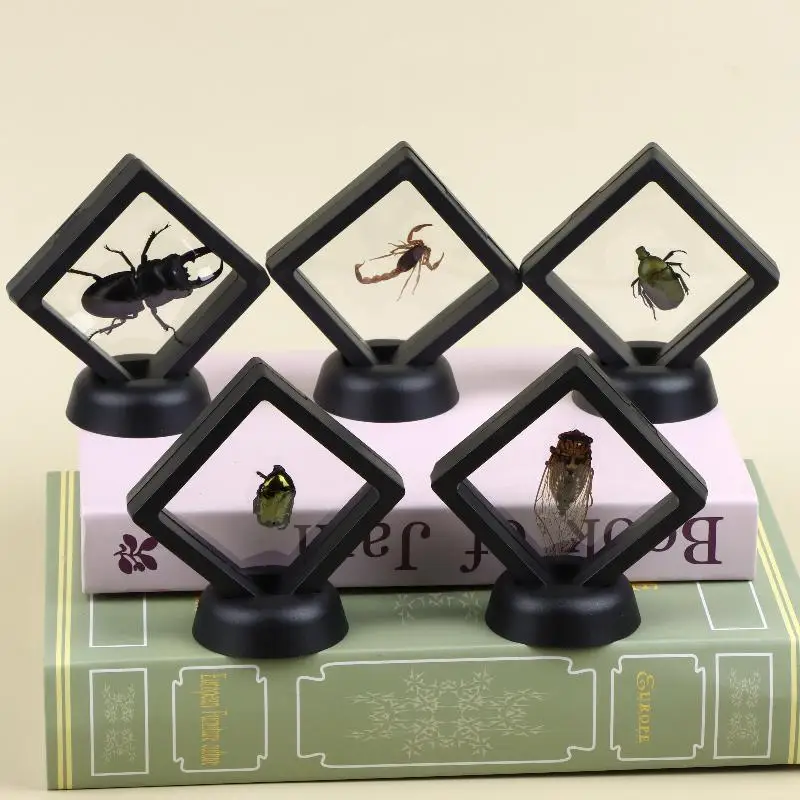 Real Specimen Display Frame 3D Floating Holder Scorpion Beetle Cicada Taxidermy Stand For Home Decor Gifts Collection 202