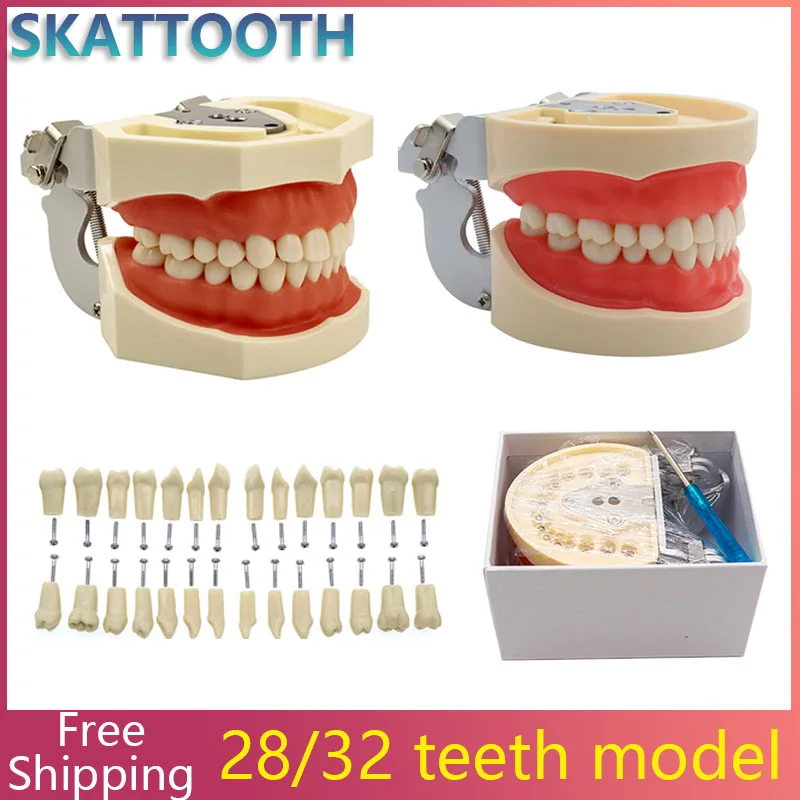 28/32pcs Teeth Model Dental Teaching Model Soft Gum Teeth Resin Typodont Teeth Model for Dentist Practice Studying Dentist Tools