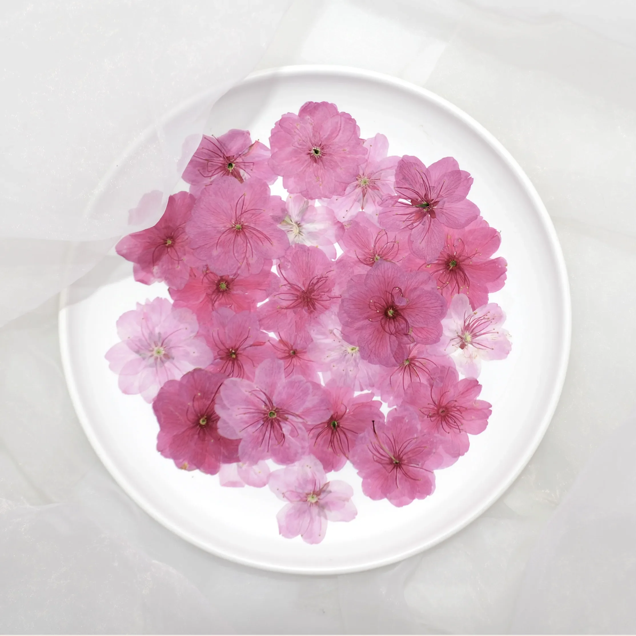 3-5cm/12pcs,Nature Pressed cherry blossoms,Real flower petals DIY Wedding invitation Craft Gift Card,Flores Facial Decoration