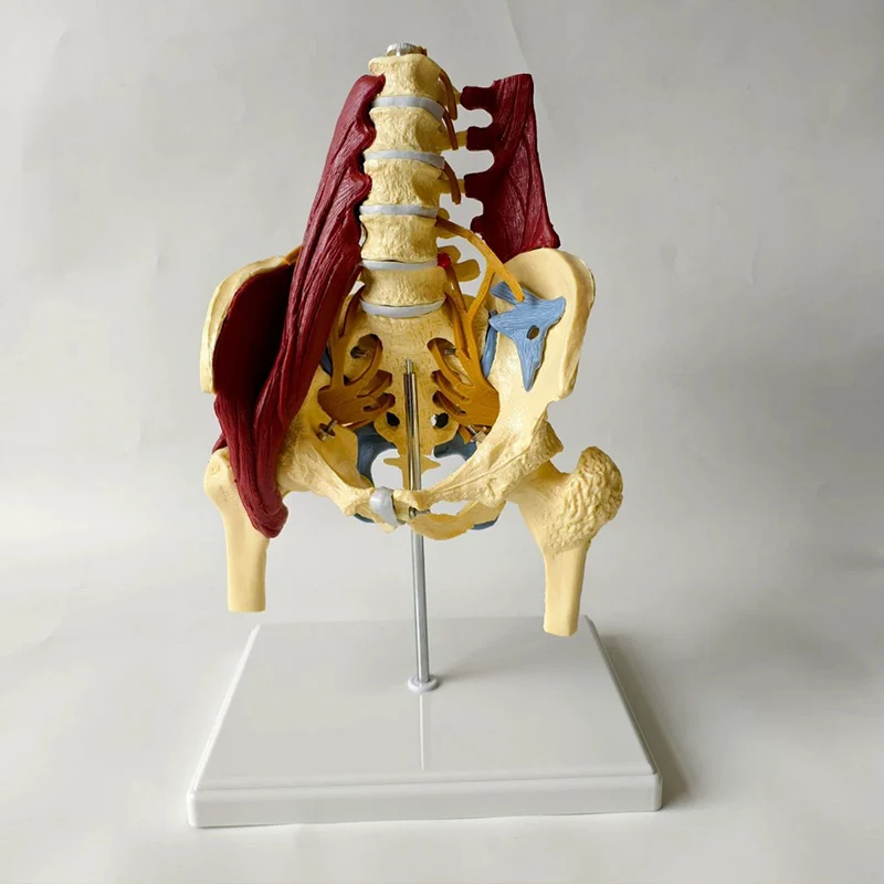 

Human Lumbar Girdle Muscle Model Anatomical Model with Pelvic Floor Muscle Lumbar Spine Muscle Medical Teaching Educational Tool