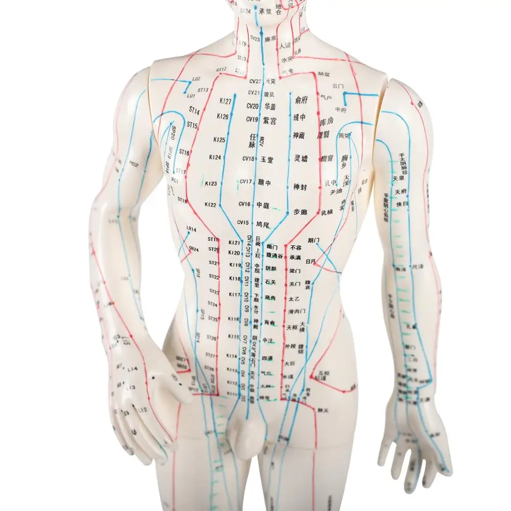 Acupuncture Model 48cm Female 50cm Male PVC Human Body Acupuncture Model Acupoint Model English Code and Chinese