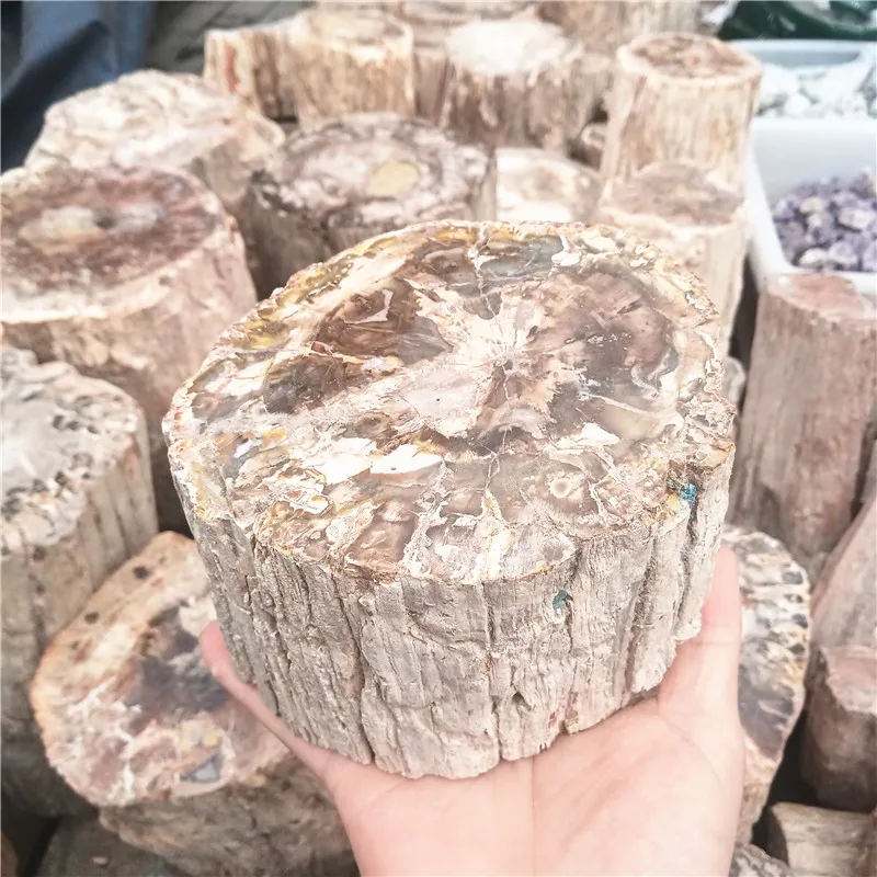 Natural Madagascar Petrified Wood Crystal Polish for Furnishing Pieces for Healing Home Decor