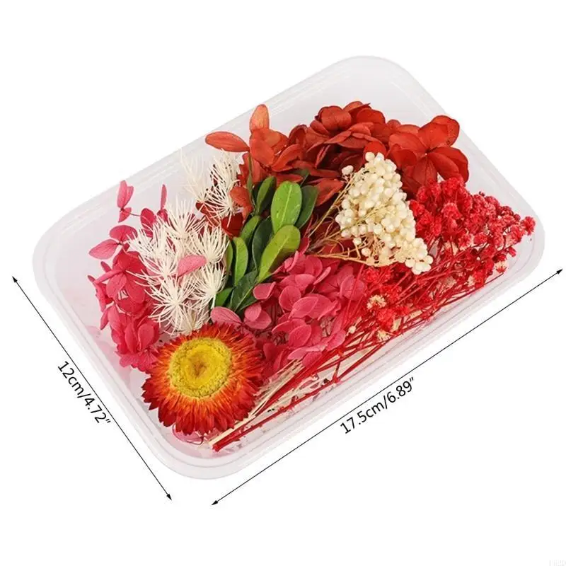 F62D delicate gedroogde bloemen materiaal natuurlijke handwerk bruiloft ornament 10colors