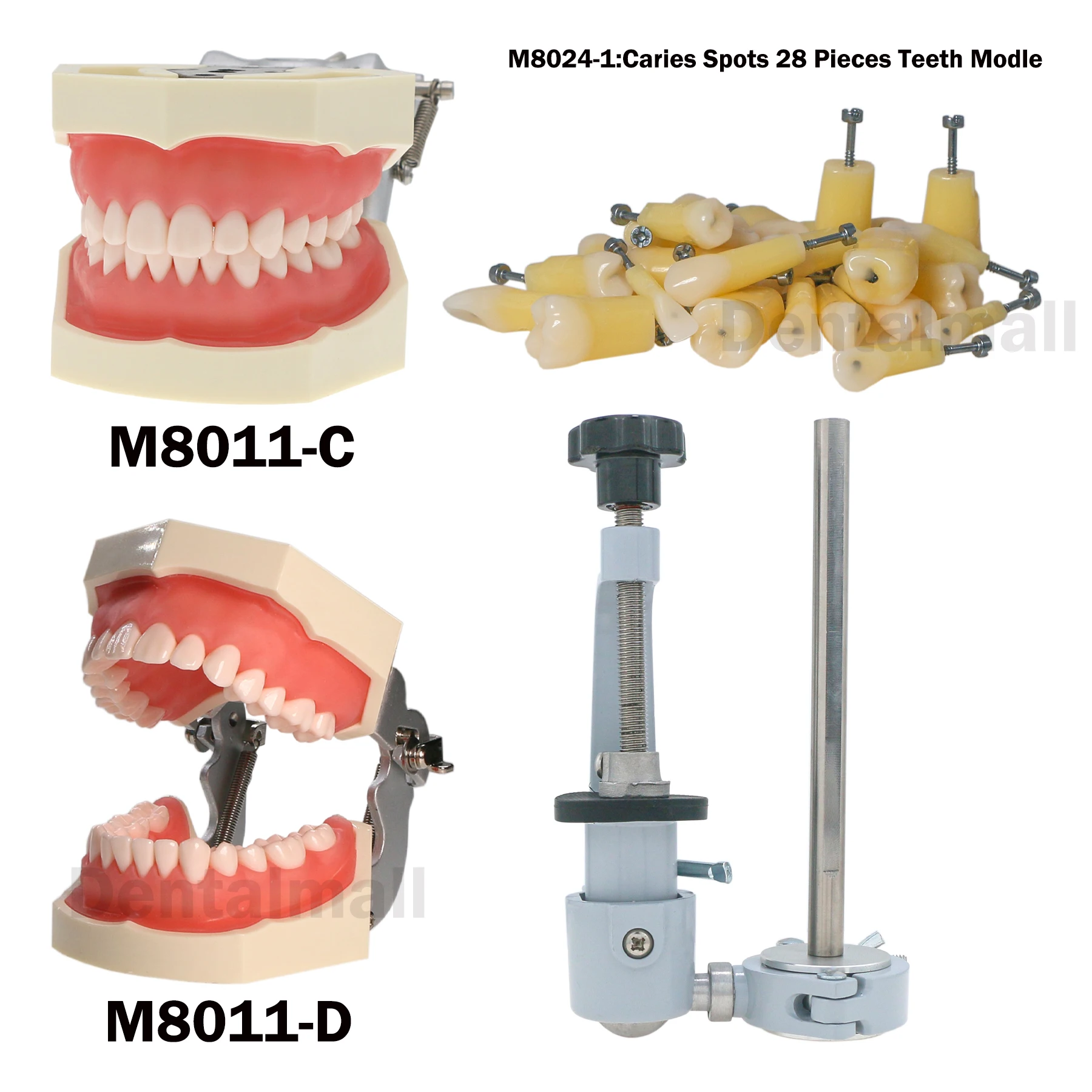 

Dental Practice Typodont Teeth Model with Caries Spots Kilgore Nissin 28 Teeth M8011 M8024 M8024-1