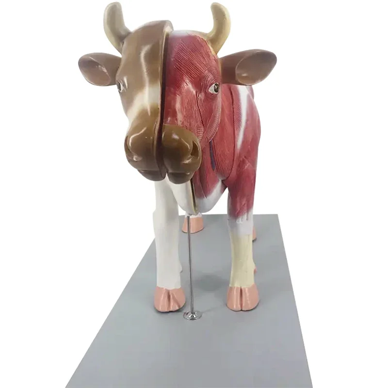 Cow Structure Anatomical Model With Detachable Organs For Veterinary Science