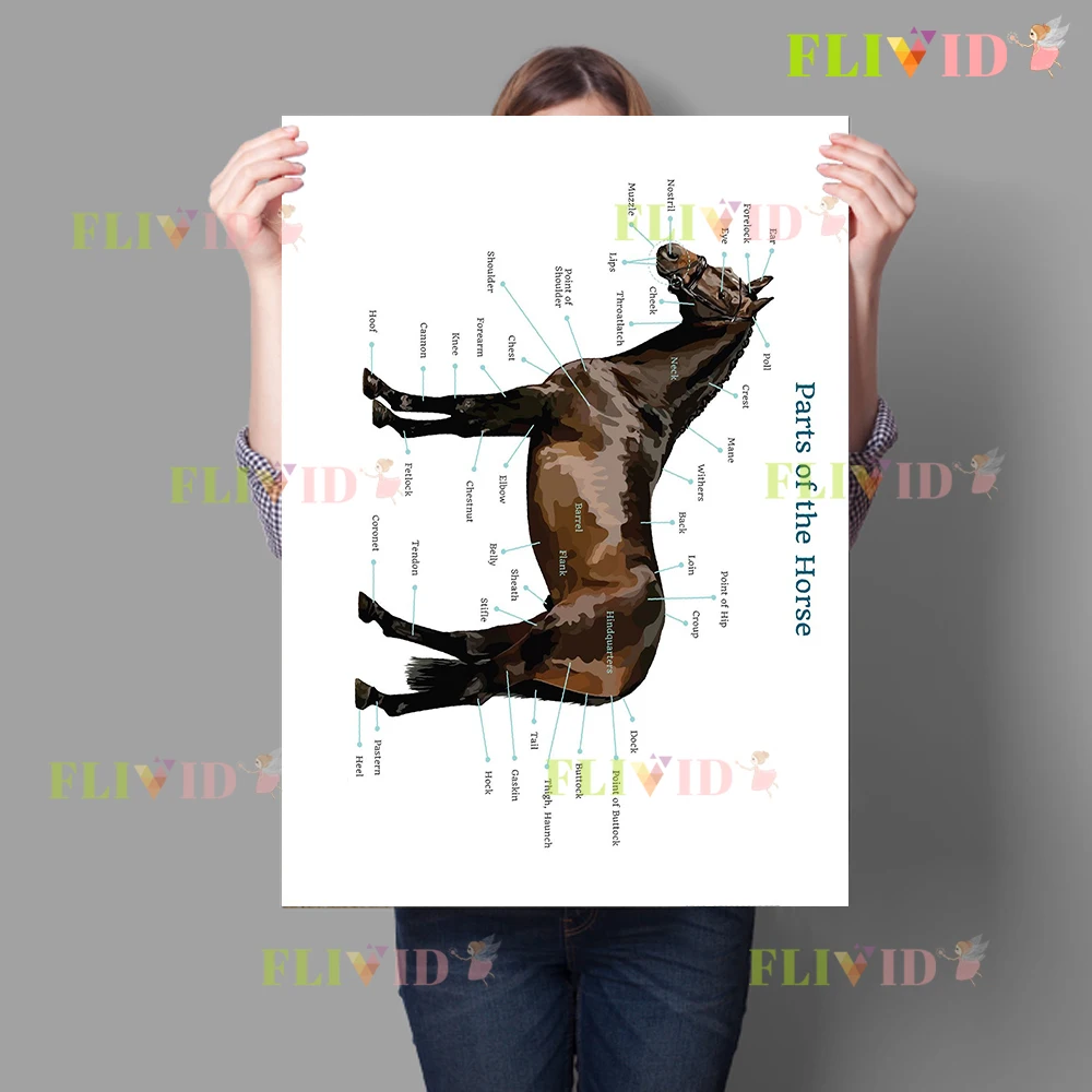 Horse Skeletal System Canvas Print,Equine Anatomy Comparative Wall Art,Equestrian Training Poster,Stable & Riding School Decor