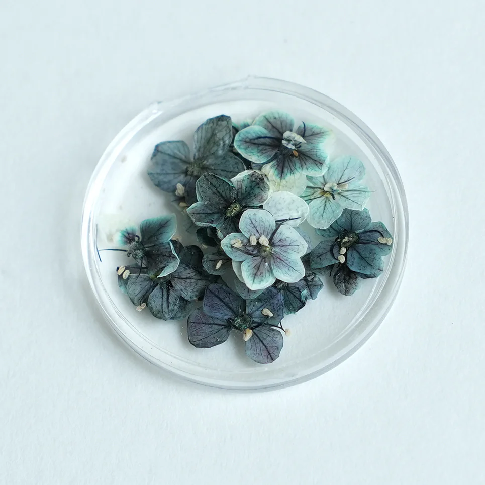20 Peças de Flores Secas Natur - Dried Flower Bulk avaliação e preço