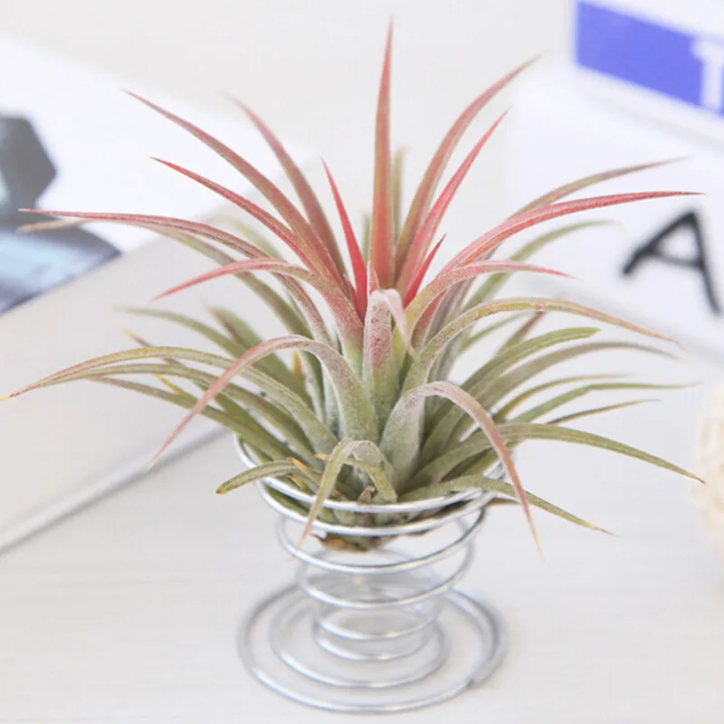 1/5 Pcs Air Plant Stand Airplant Container Tillandsia Holder Stainless Steel Tabletop Plant Display Racks Air Pineapple Base