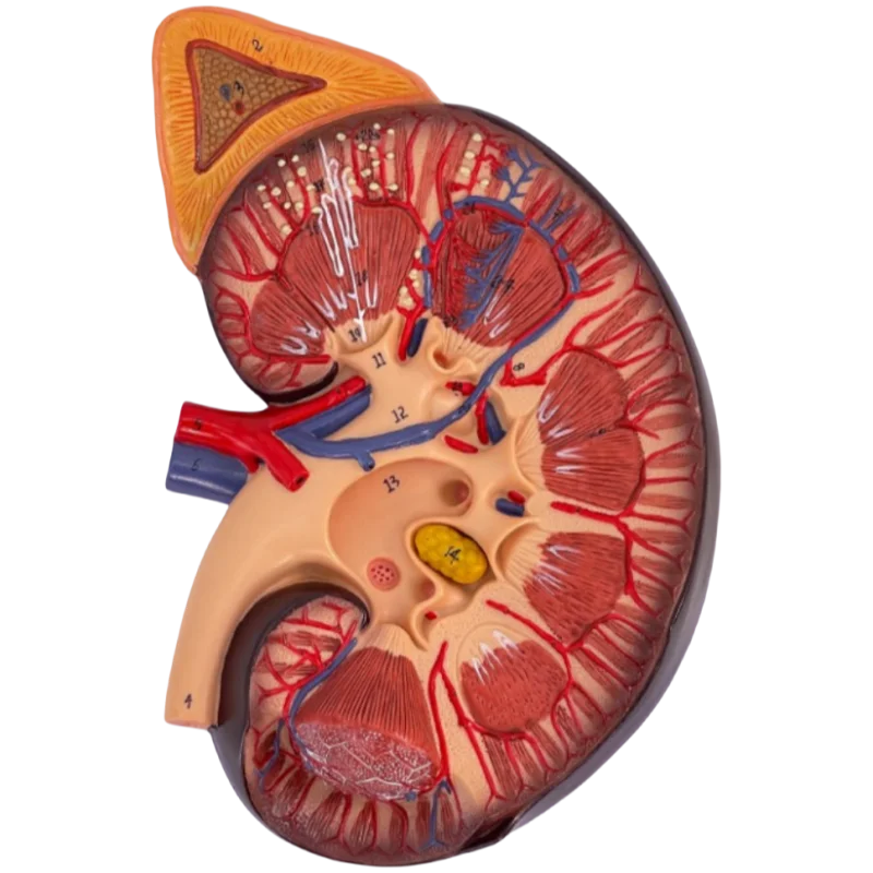 Medical Science 3 Times Magnification Kidney Anatomical Model