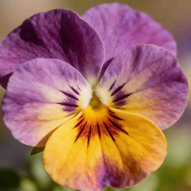 

Бесколлекторный двигатель T-Motor Hobby AM20 Pro 1500KV/1900KV 1-2S для радиоуправляемых самолетов и дронов