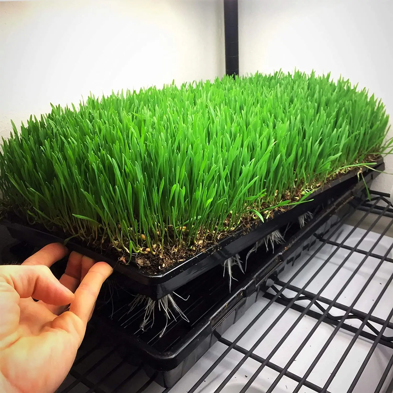 1020個の排水穴付き育苗トレイ、穴付きプラスチック製植物トレイ、小麦草発芽トレイ