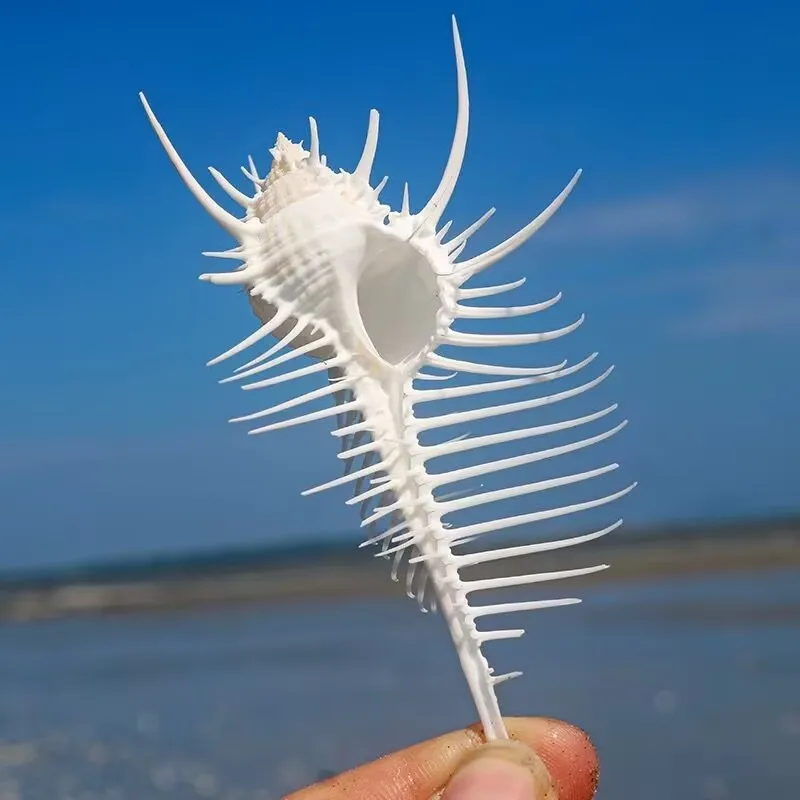 Natural Conch Shell Venus Specimen Creative Home Landscaping Platform Decoration Beautiful and Beautiful Natural Without Dyeing