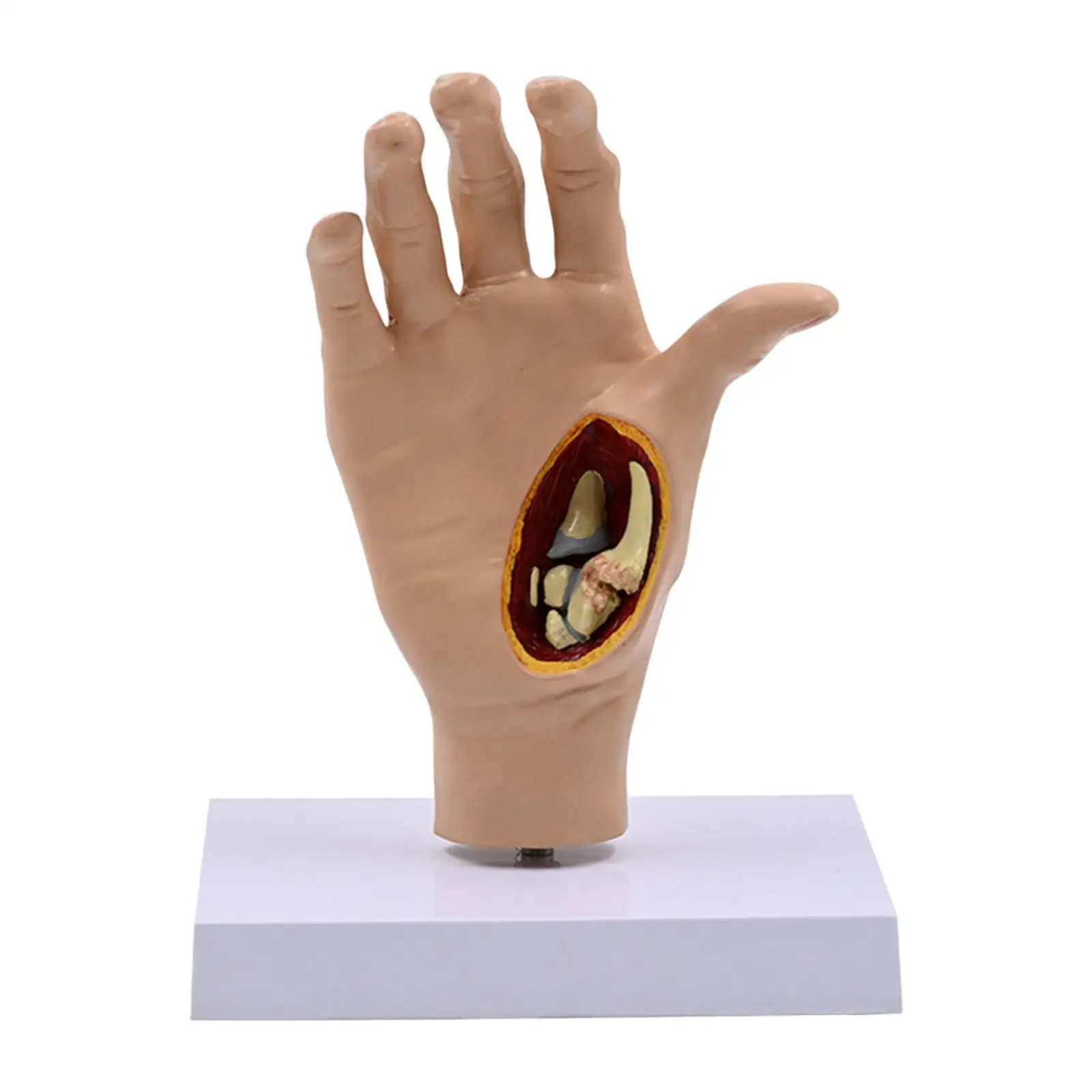 

Human Hand Model Teaching Aid 1:1 Skeleton Model for Study Science Display