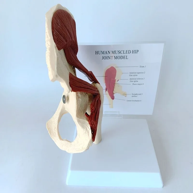 Teaching model of human hip joint with muscle anatomy and ligament movement, pelvic and femoral teaching aids