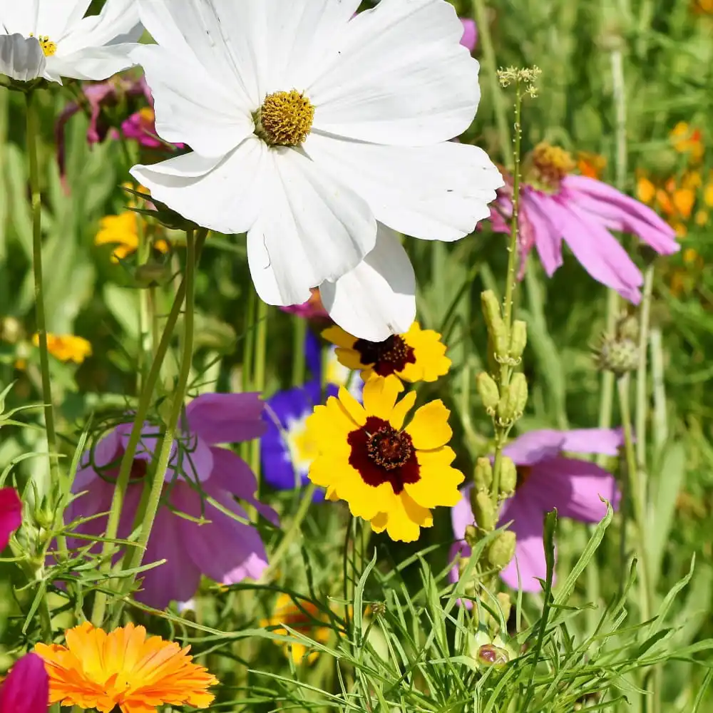 Anti-slipper flower seed mix for home garden on 7m tape-TORAF