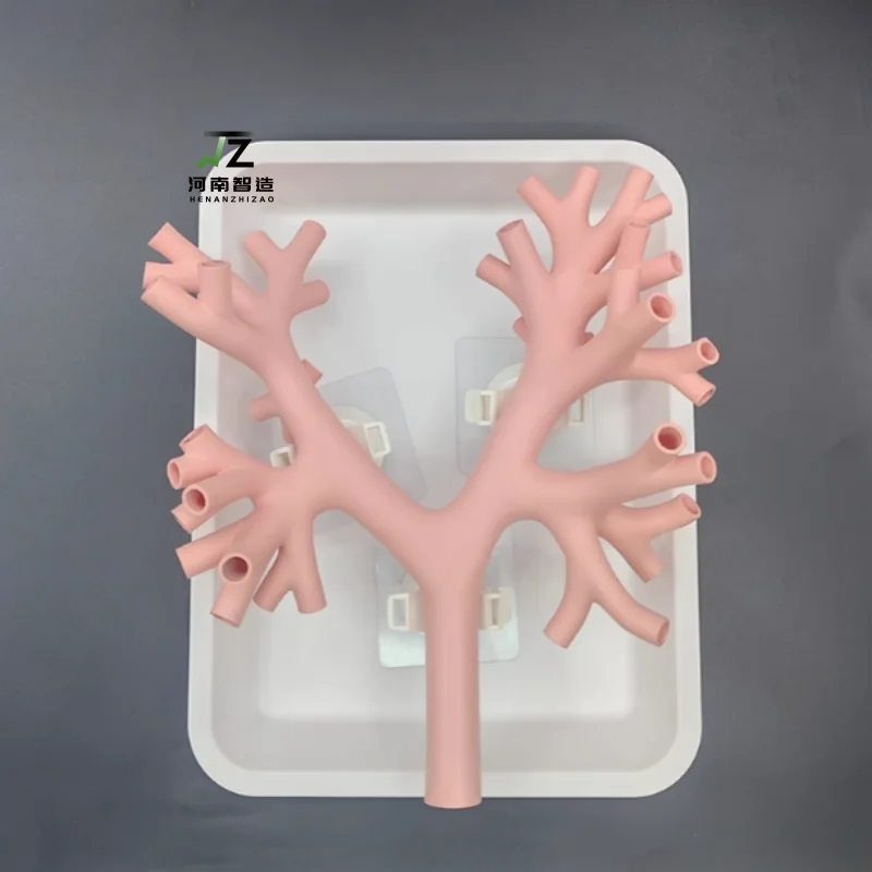 

Фибробронхиал, тренировочная модель бронхоскопии, третийная бронза, материал из твердой смолы