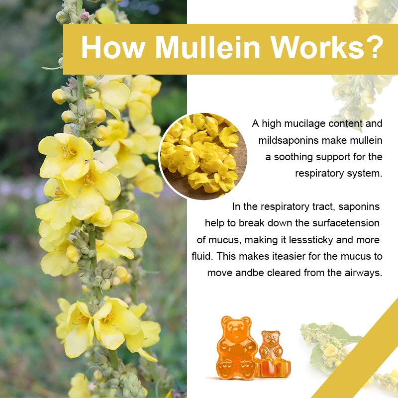 Mulittea مستخرج أوراق Mullein ، لبان تطهير الرئة ، تخفيف السعال ، الجهاز التنفسي الرقمي ، تقوية التنفس الصحي