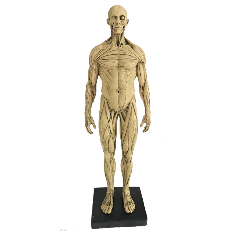 12 inch Resin Human Anatomical Anatomy Skull Head Body Model Muscle Bone Model Male Female Ornaments