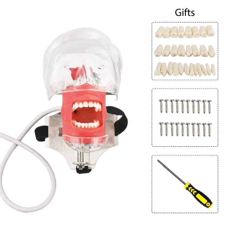 Dental Simulator Simple Head Model Dental Phantom Head With Teeth For Dentist Students  Dentistry Manikin Training Unit