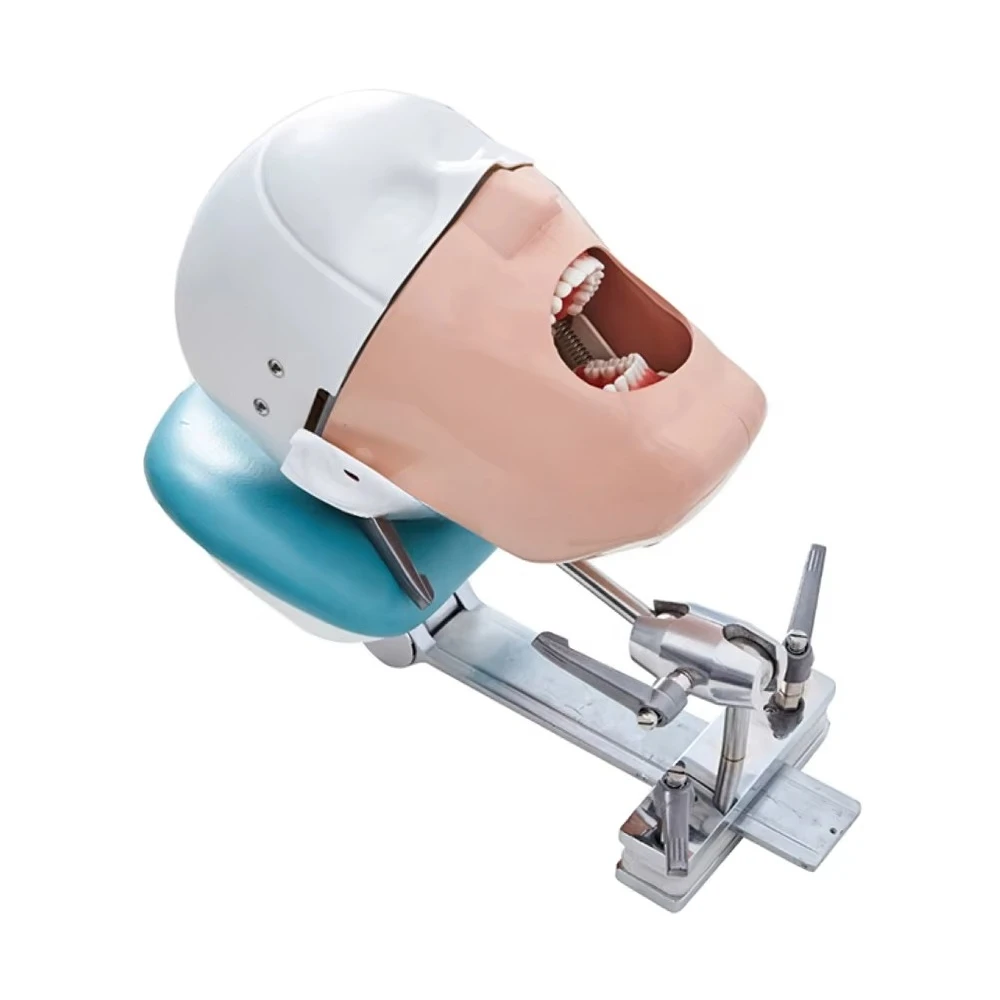 

YTYIN Teaching Resources Medical Equipment Pre-clinical Training Unit Phantom Phantom Model