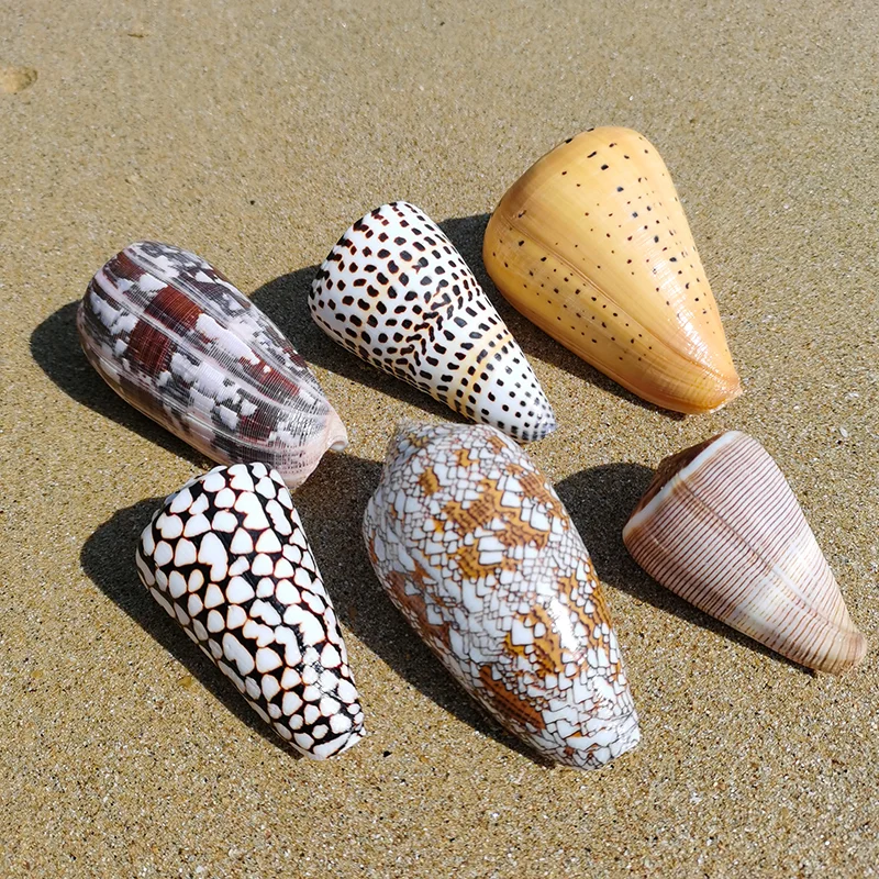 

Natural Conch Shell Cone Snail Fish Tank Aquarium Floor Window Decoration Decoration Decoration Decoration Collection Specimen