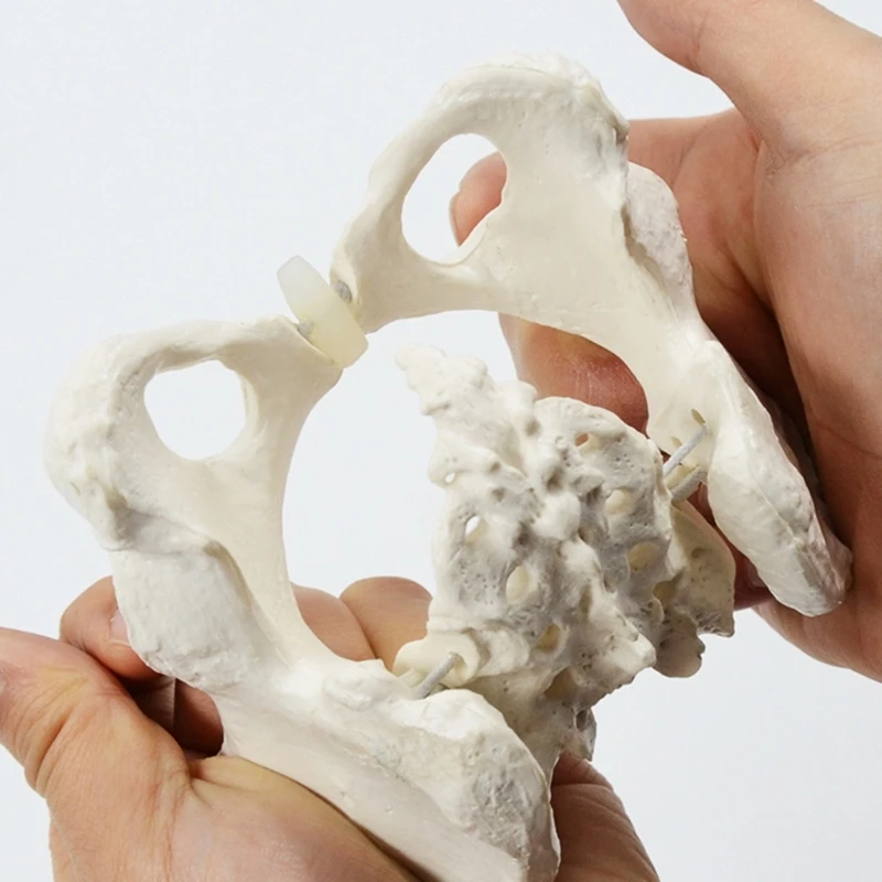 Flexible Female Pelvis Model On Elastic, Mini Size Pelvic Skeleton Model, Anatomy Medical Model for Science Education