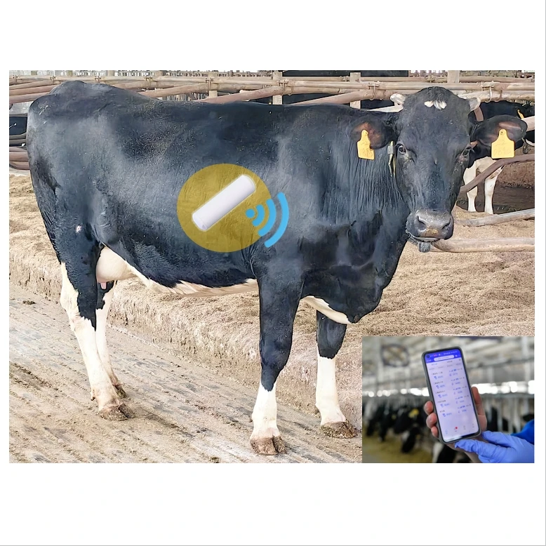 Newest cattle tracker ear tag leg tag dairy cow rumen bolus sensor for heat detection disease early monitor activity counts