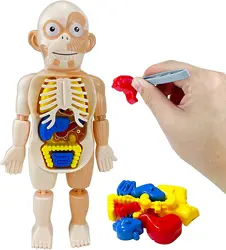 Brinquedos Modelo de Órgãos Humanos Educativos para Crianças, Montagem DIY, Kits Científicos, Corpo Humano, 6, 7, 8 Anos