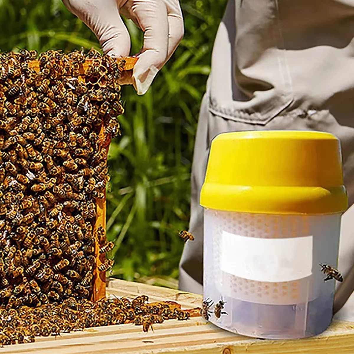 Varro Check Mite Monitor Easily And Accurately Estimation Counted Mite Infestation Levels In Hive Shaker Checker Bucket Bee Tool