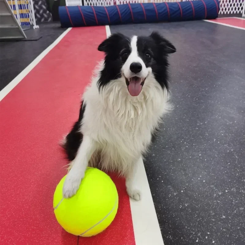 24CM Giant Tennis Ball For Dog Chew Toy Pet Dog Interactive Toys Big Inflatable Tennis Ball Pet Supplies Outdoor Cricket Dog Toy