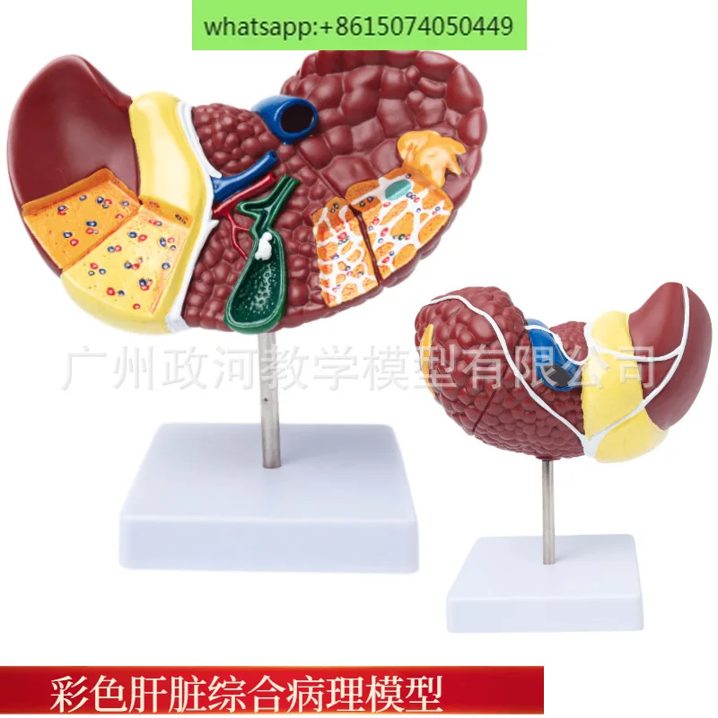 

Human liver model 1:1 anatomy teaching model medical presentation digestive system pathology liver anatomy teaching aids