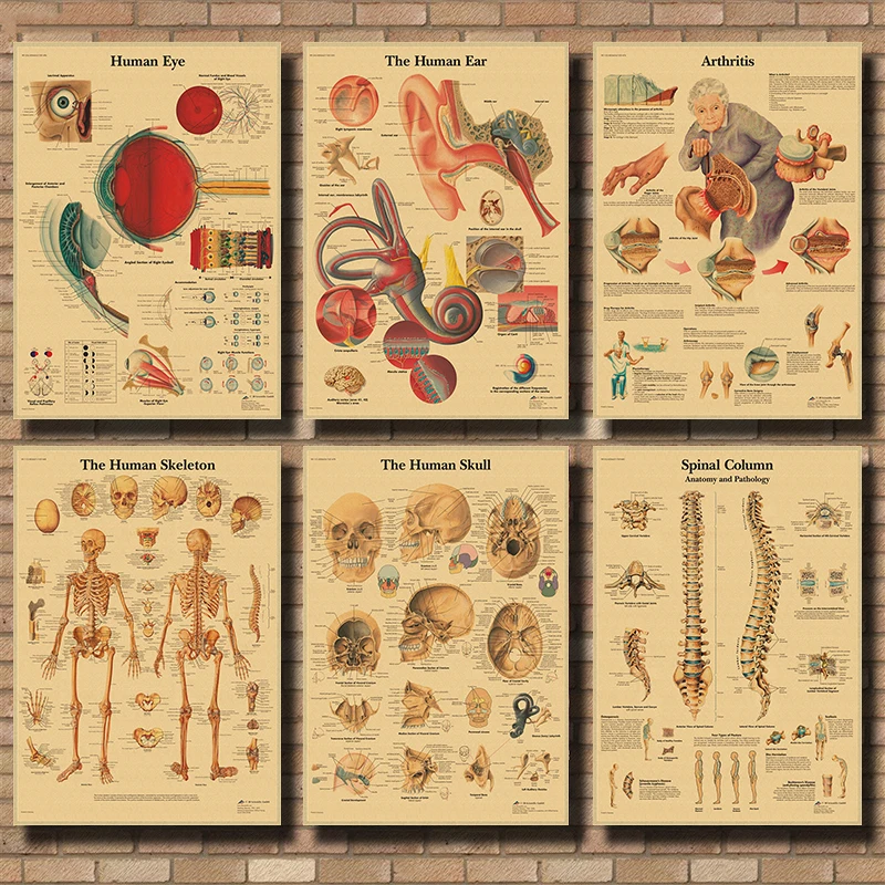 Anatomy and Physiology The Body Structure Retro Poster Skeleton Prints Vintage Home Room Medical Decoration Art Wall Painting