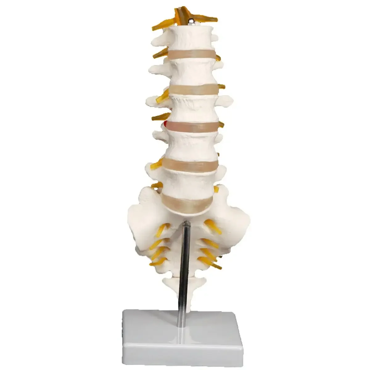 

Human Lumbar Spine with Caudal Vertebra Structure Intervertebral Disc Model Teaching Training Aid Education