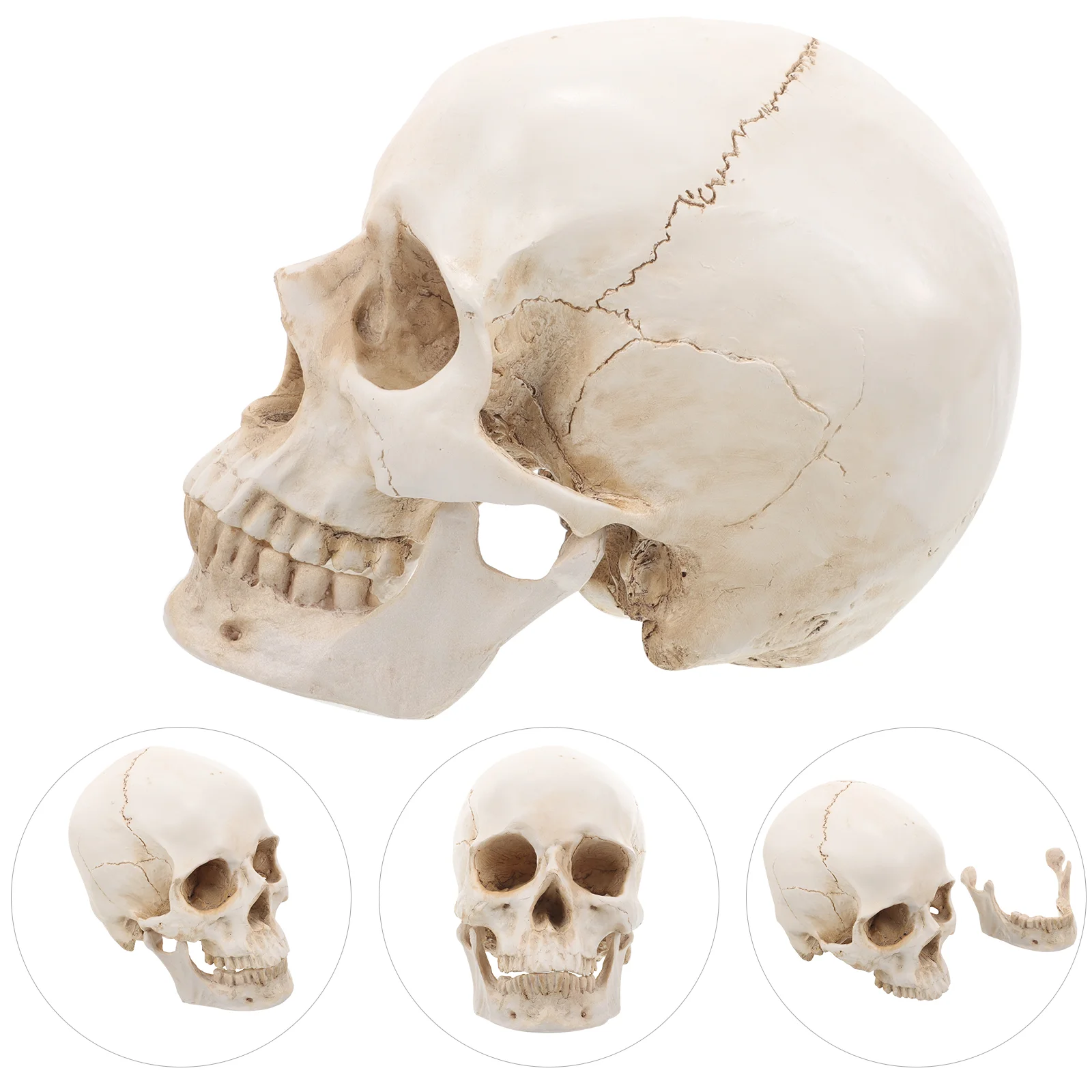 Resin Skull Sculpture Realistic Prop Anatomical Model Head Decoration Human for Education Teaching