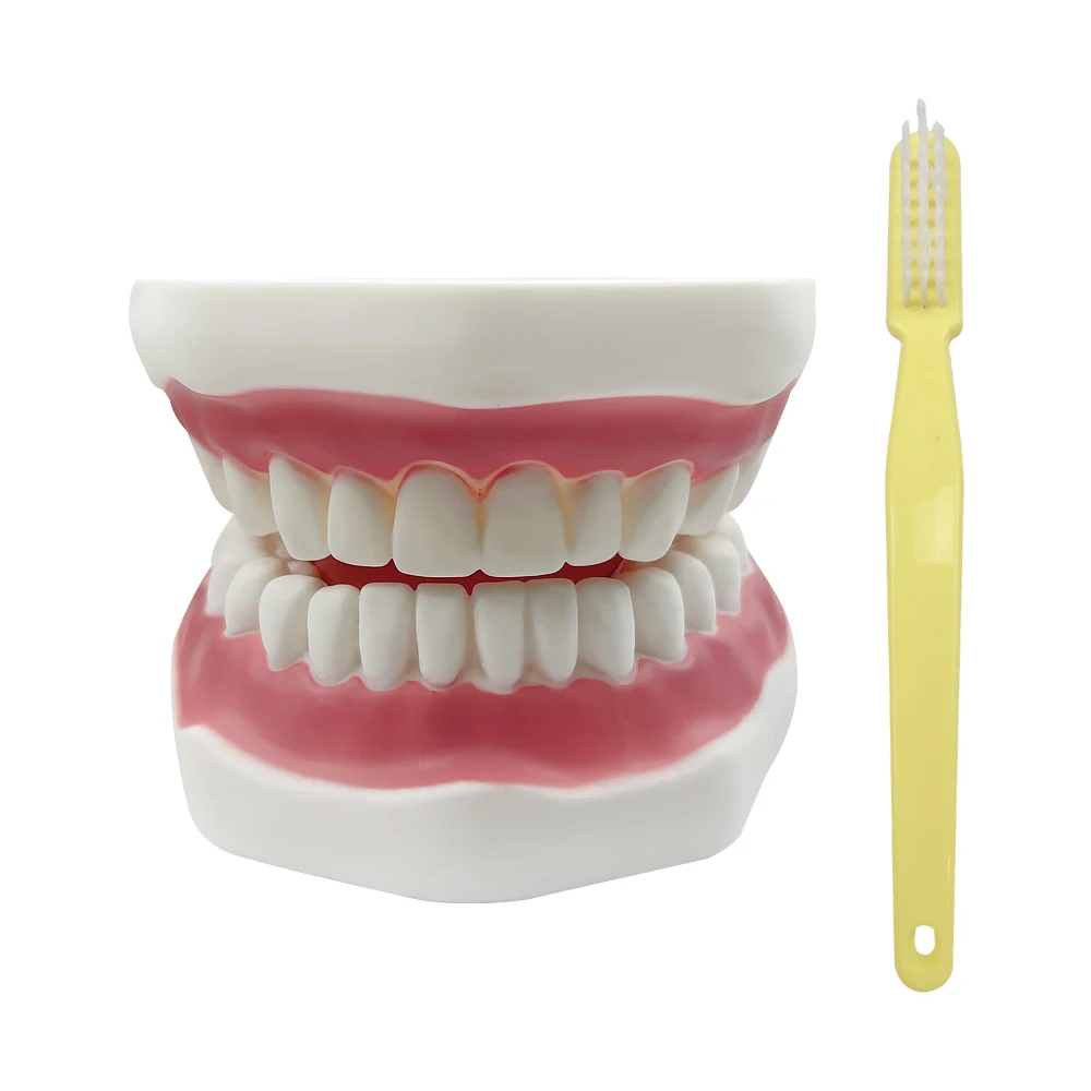 Giant Teeth Dental Demonstration Model with Toothbrush Enlarged 4 Times Student With Big Toothbrush Dentist Demonstration Tools