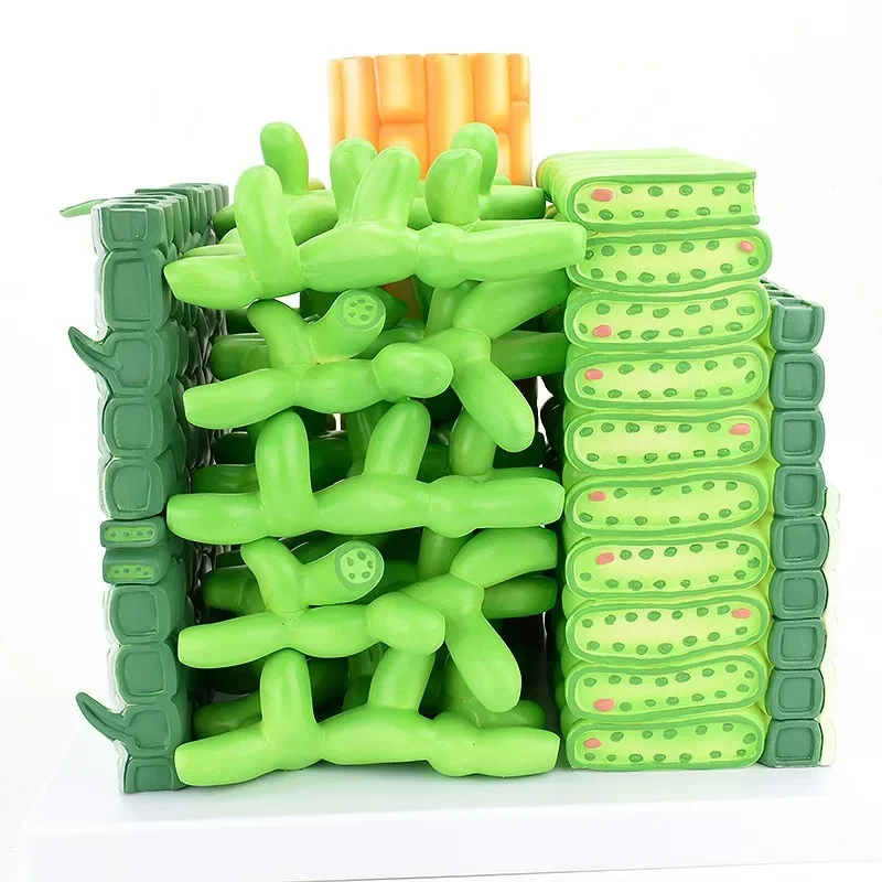 Biological model miniature plants cell Enlarged plant model of dicotyledon structure teaching model