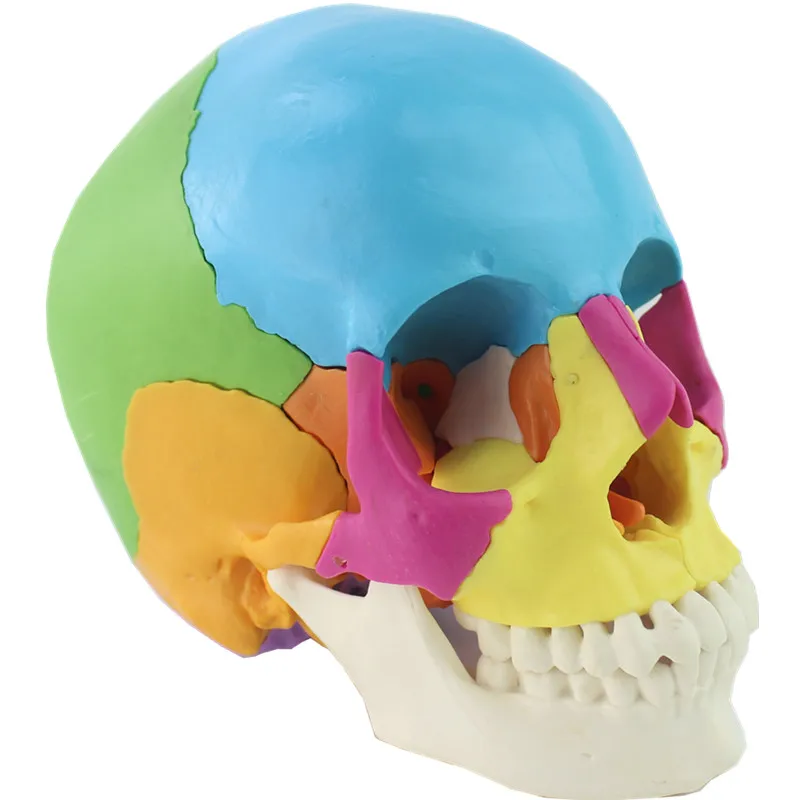 

Life Size Colorful Human Skull Model 22 Parts Removable Anatomical Anatomy Medical Teaching Skeleton Head Teaching Supplies