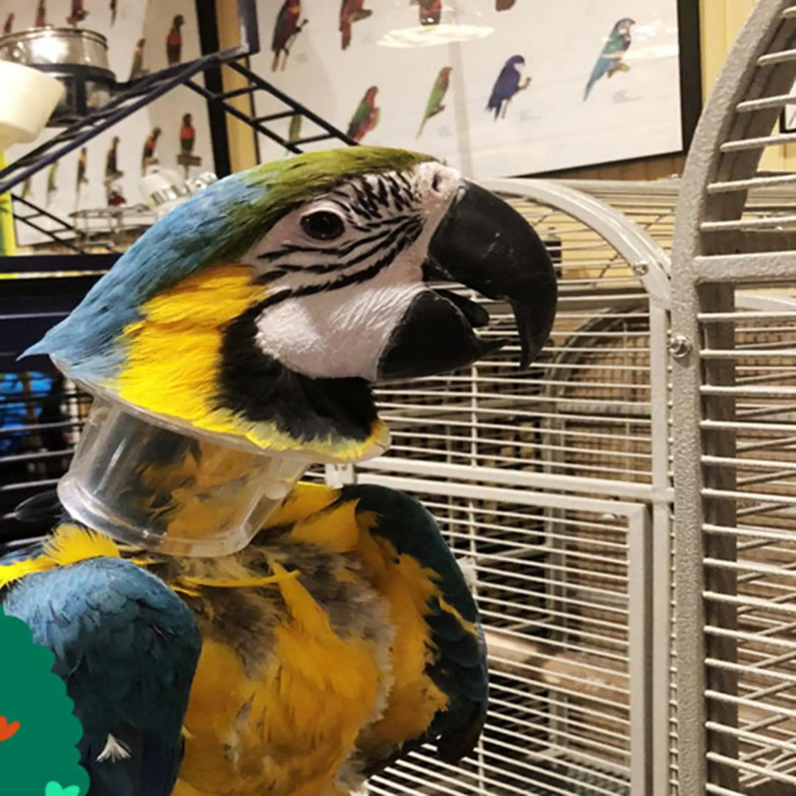 Parrot Collar Recovery Collars Collar for Parakeet Macaw Rodents