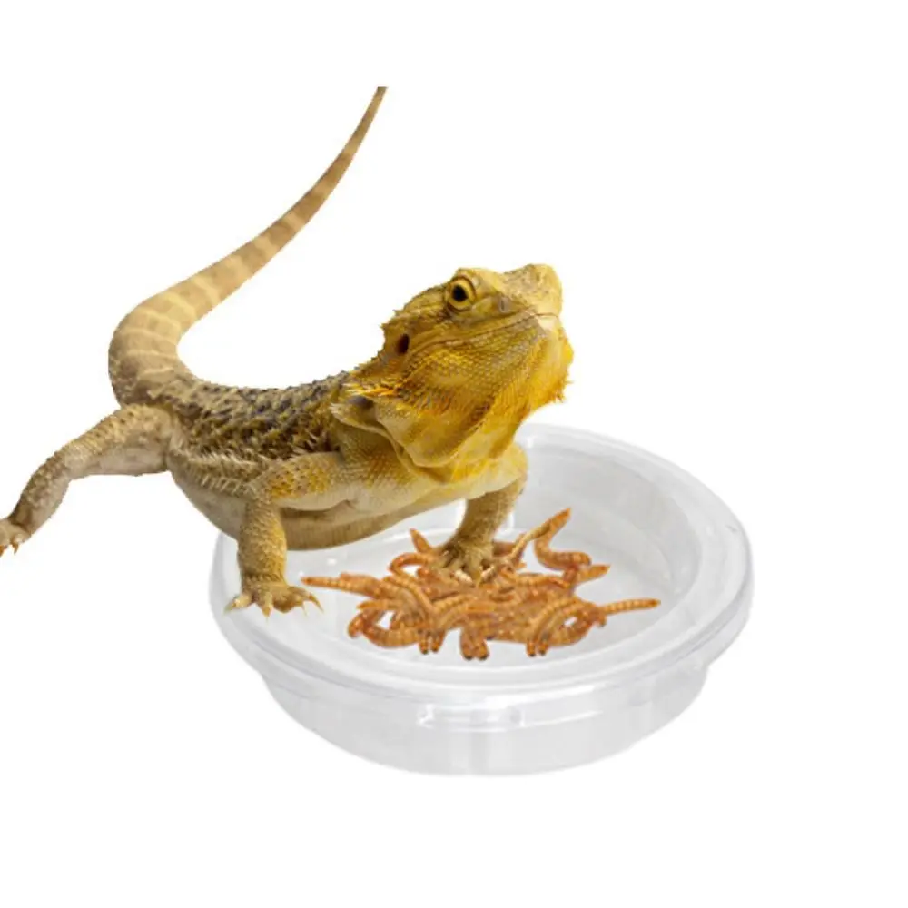 

5pcs Durable Transparent Lizard Food Bowl Plastic Round Reptile Feeding Dish Reptile Terrarium Spider