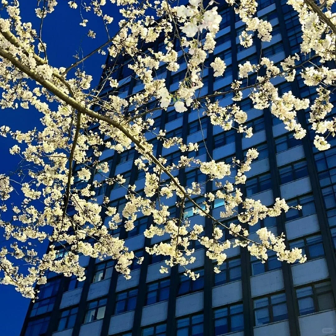 

Car audio GPS Navigation For-Ford F150 2009-2012 Car Radio DVD player For-Ford Raptor 2009-2012 Android13 multimedia Player