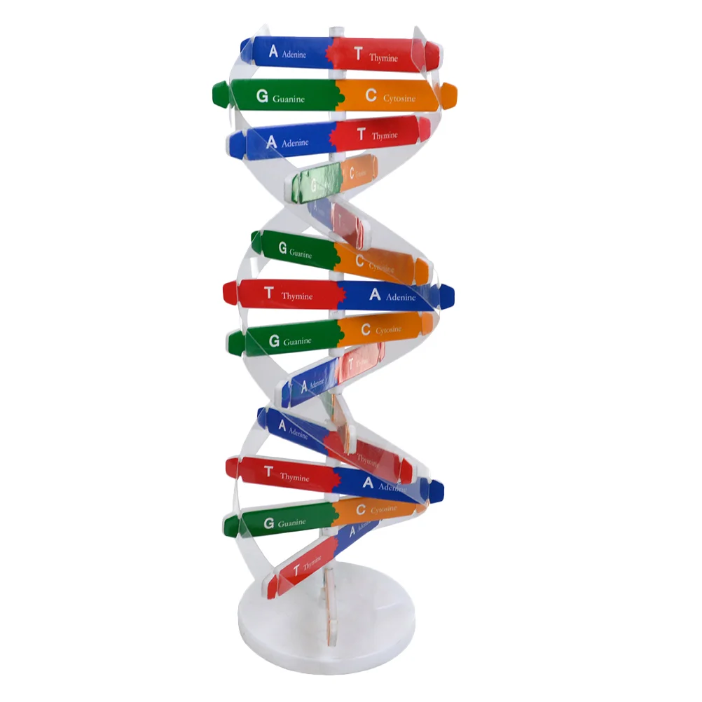 

Dna Double Helix Science Kit Classroom Teaching Aids Model for Gene Self-Assembling Child