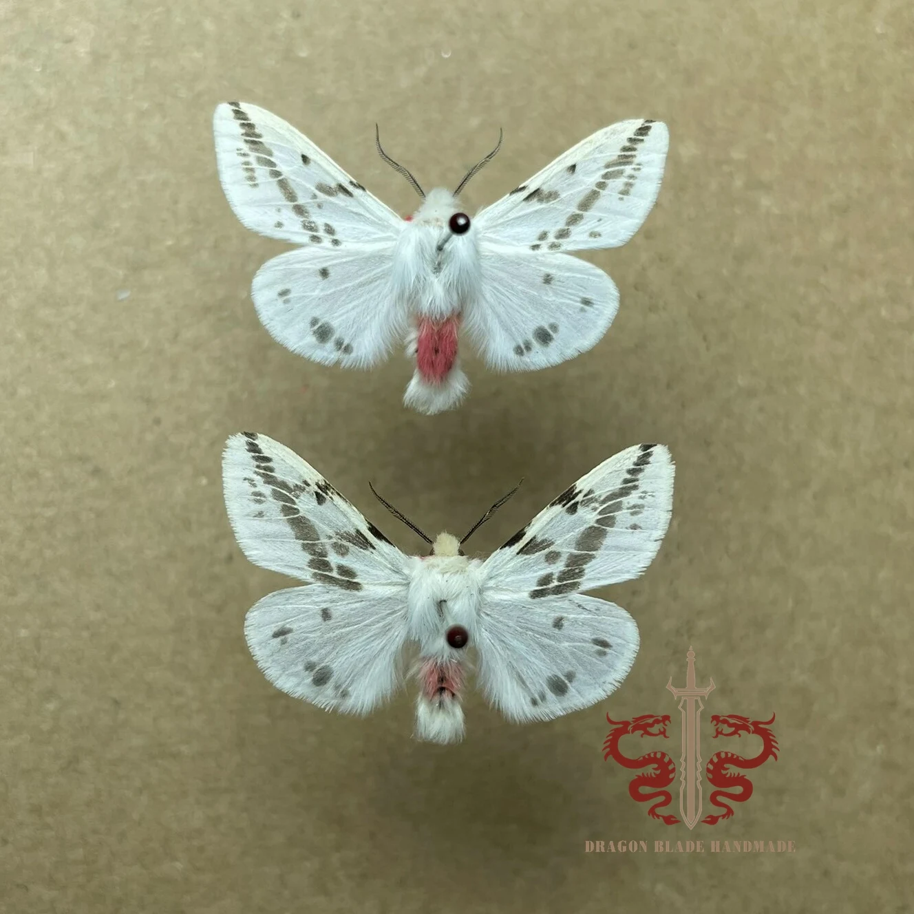 Moth ornament Lemyra imparilis, 1pc wings spread A1/A- high quality, Decorative Display Collection Gifts